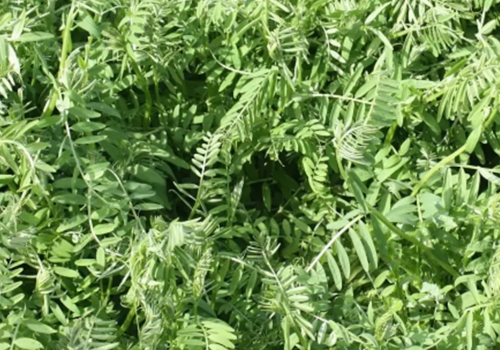 Can you Plant Cover Crops with Vegetables?
