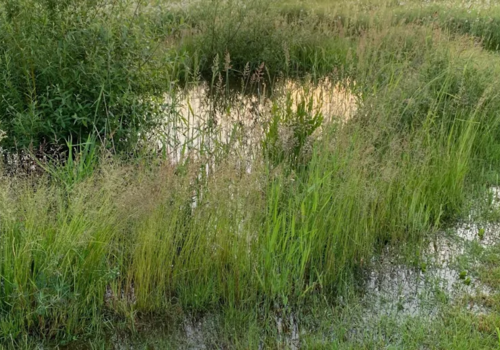 Grass Seed for Wet Soil – What do I Need?