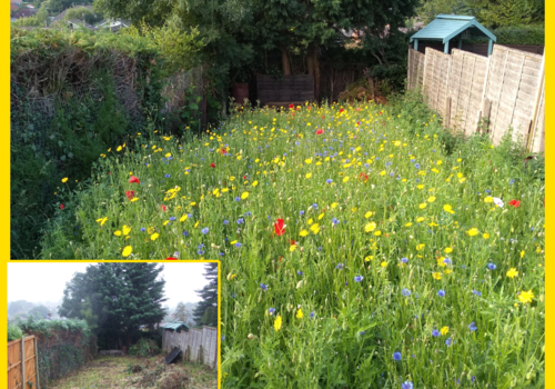 Soil Preparation For Wildflower Seeds