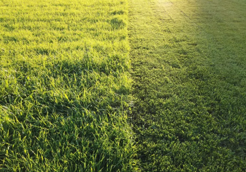 What is lawn scalping?
