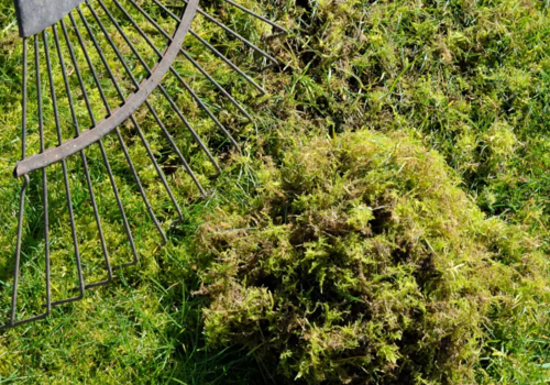 A Guide to Moss Control in Lawns – Getting Rid of Moss