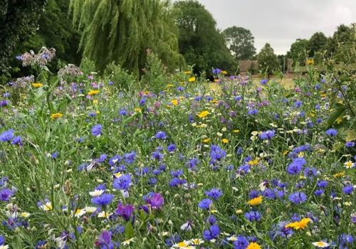 Can you Scatter Wildflower Seeds on Grass?