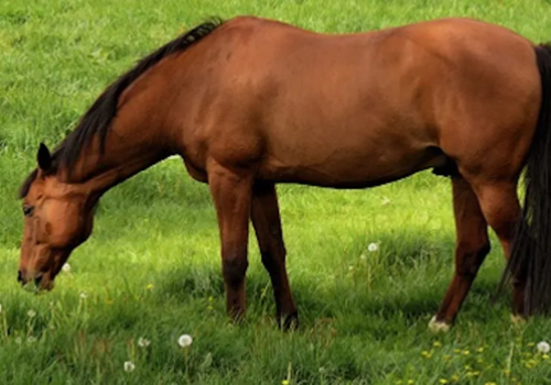 How to Choose Horse Paddock Grass Seed