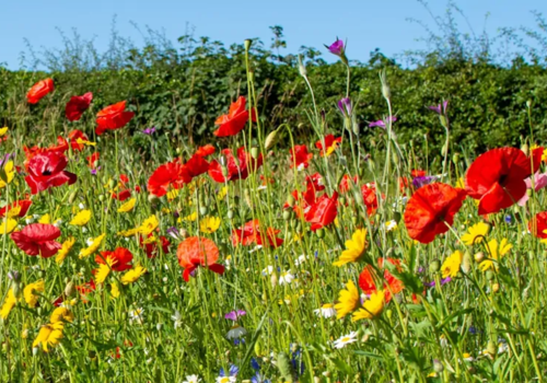 Why Your Garden Needs Wildflowers