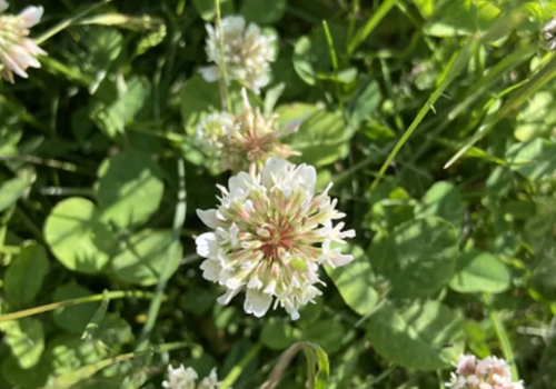 using clover grass seed for an eco friendly lawn