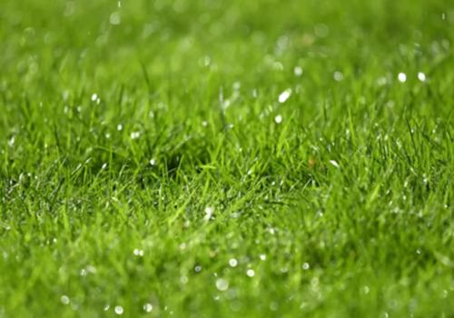 How long does grass seed take to grow?