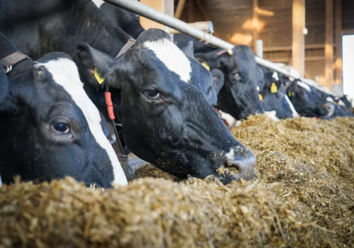 The best grass seed for silage