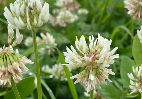 The advantages and benefits of cover crops