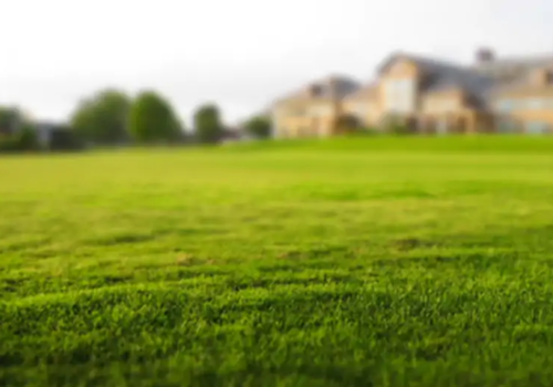 How often should I fertilise my lawn?