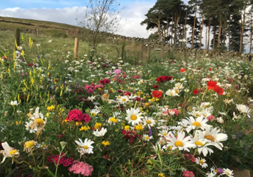 When to lay wildflower turf