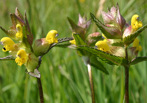 Wildflower Plant Species - All You Need to Know - Boston Seeds