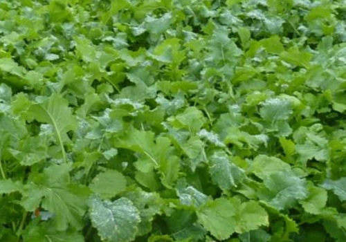forage crop