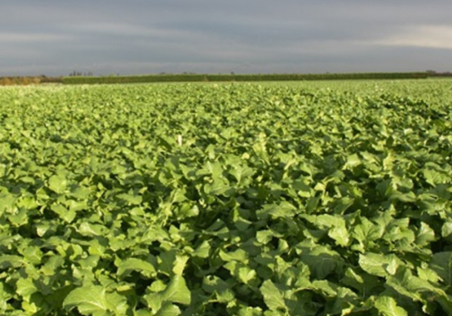 Winter Cover Crops