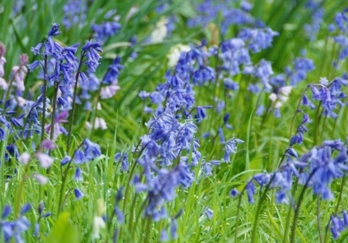 english-bluebells