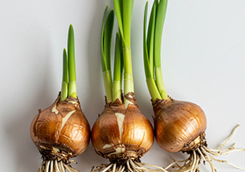 Wildflower Bulbs 'In The Green'