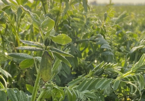 Cover Crops