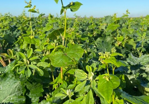 Oilseed-Rape-Companion-Crops