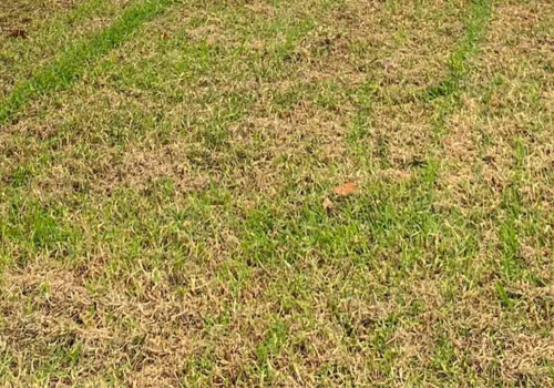 Brown patchy grass