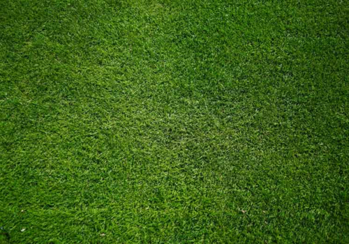 Lush Green Lawn - Hints & Tips for Beautiful Lawns - Boston Seeds