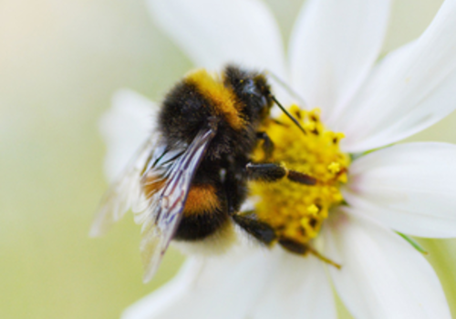 Contents of Wildflowers for Bees Plant Collection