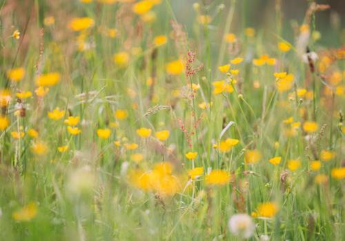 Contents of Clay Soils Wildflower Plant Collection