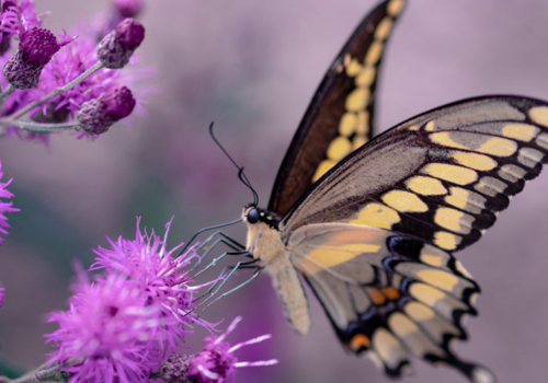 Contents of Wildflower for Butterflies Plant Collection