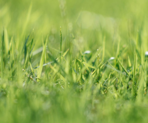 Blades of Grass - How Much Grass Seed do I Need? - Boston Seeds