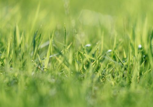 Blades of Grass - How Much Grass Seed do I Need? - Boston Seeds