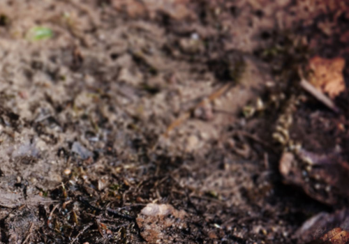 Mud and Leaves - Compaction, Thatch and Moss - Boston Seeds