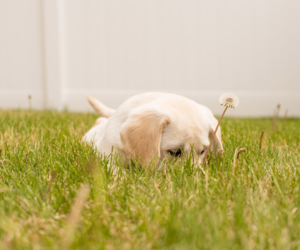 Puppy in Grass - Things That Can Affect Your Grass - Boston Seeds