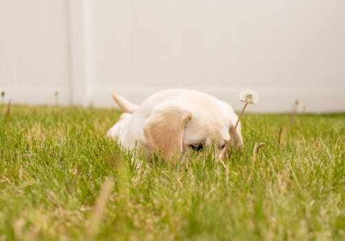 Puppy in Grass - Things That Can Affect Your Grass - Boston Seeds