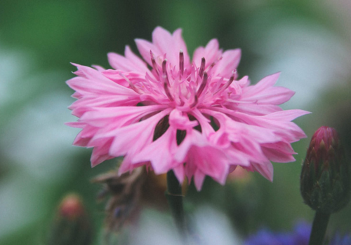 Contents of Chalk & Limestone Wildflower Plant Collection