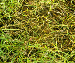 diseased grass - Common Lawn Diseases and Causes - Boston Seeds