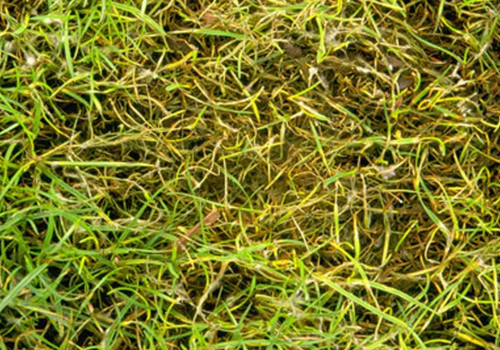 diseased grass - Common Lawn Diseases and Causes - Boston Seeds