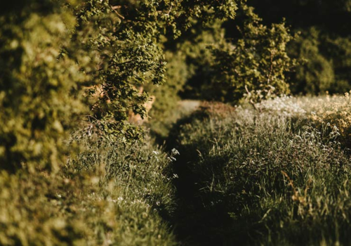 Contents of Hedgerow Wildflower Plant Collection