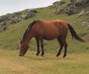 Horse Eating Grass - Toxic Plants for Horses - Boston Seeds