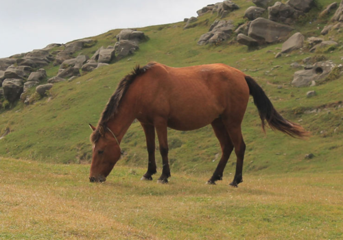 Horse Eating Grass - Toxic Plants for Horses - Boston Seeds