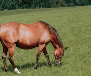 Horse Eating Grass - Paddock Care and Maintenance - Boston Seeds