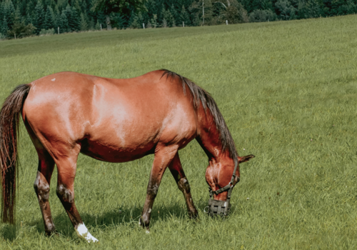 Horse Eating Grass - Paddock Care and Maintenance - Boston Seeds