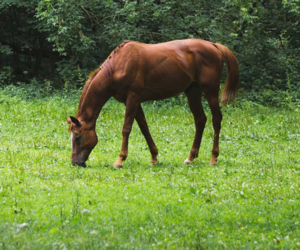 Horse Eating Grass - Methods for Maintaining a Healthy Paddock - Boston Seeds