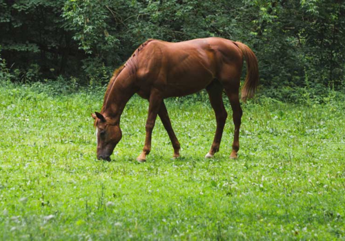 Horse Eating Grass - Methods for Maintaining a Healthy Paddock - Boston Seeds