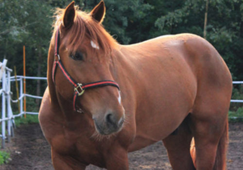 Horse Paddock Care Yearly Planner - Boston Seeds