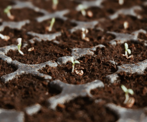 Seed Germination - How Much Wildflower Seed Do I Need? - Boston Seeds