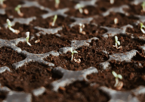 Seed Germination - How Much Wildflower Seed Do I Need? - Boston Seeds