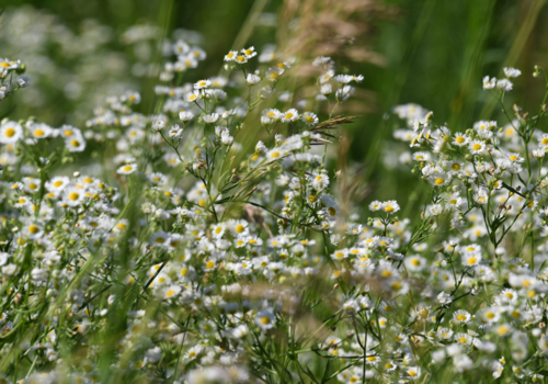 How to Establish Wildflowers - Boston Seeds