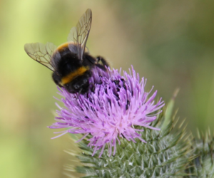 Bee on Thistle - Boston Seeds and Buglife Working Together for Conservation