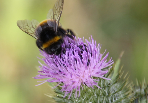 A bee on a thistle