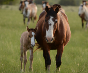 What is Laminitis? | Specific Paddock Grass Care - Boston Seeds