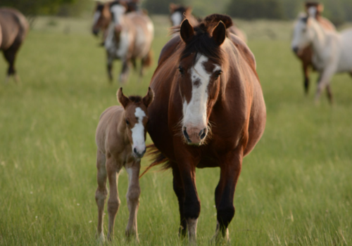 What is Laminitis? | Specific Paddock Grass Care - Boston Seeds