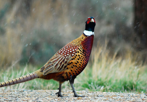 Game Cover Seed Species and Sowing Rate Guide